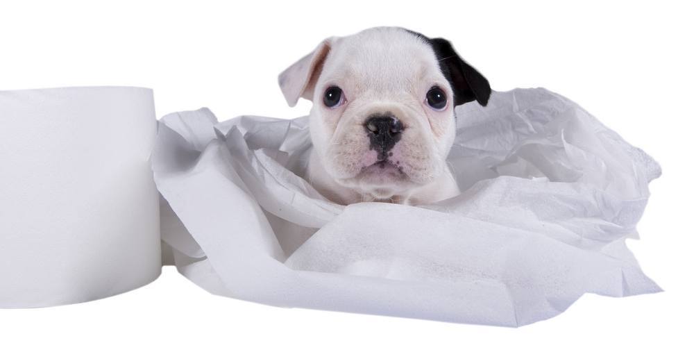 A Crate can help prevent those ‘little surprises’ inside your home A Crate can help prevent those ‘little surprises’ inside your home