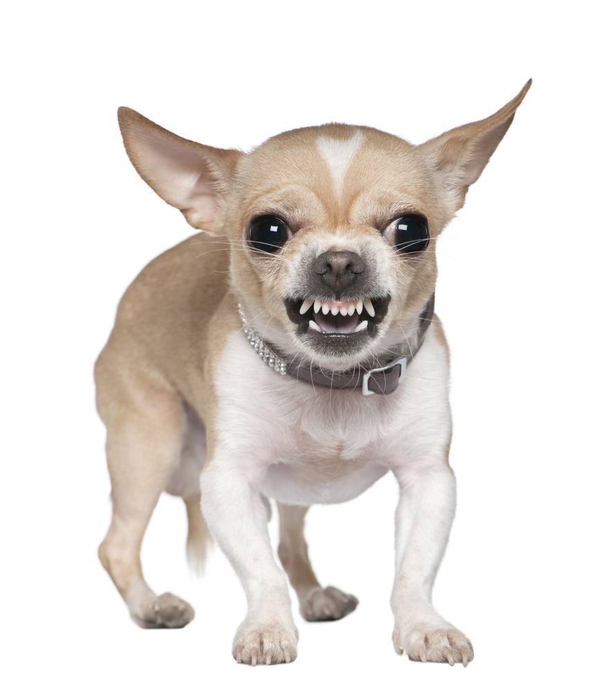 shutterstock_53485081