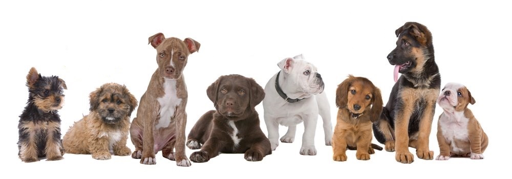 dog breeds EuroPuppy