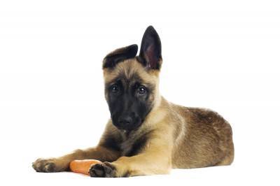 DOG VEGETABLES