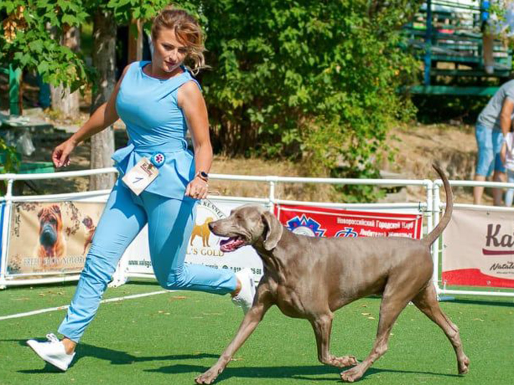 5 Key Facts about a Dog’s Pedigree