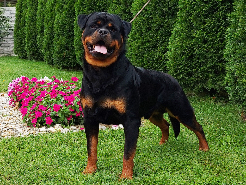 How to Find the Perfect Rottweiler Puppy!
