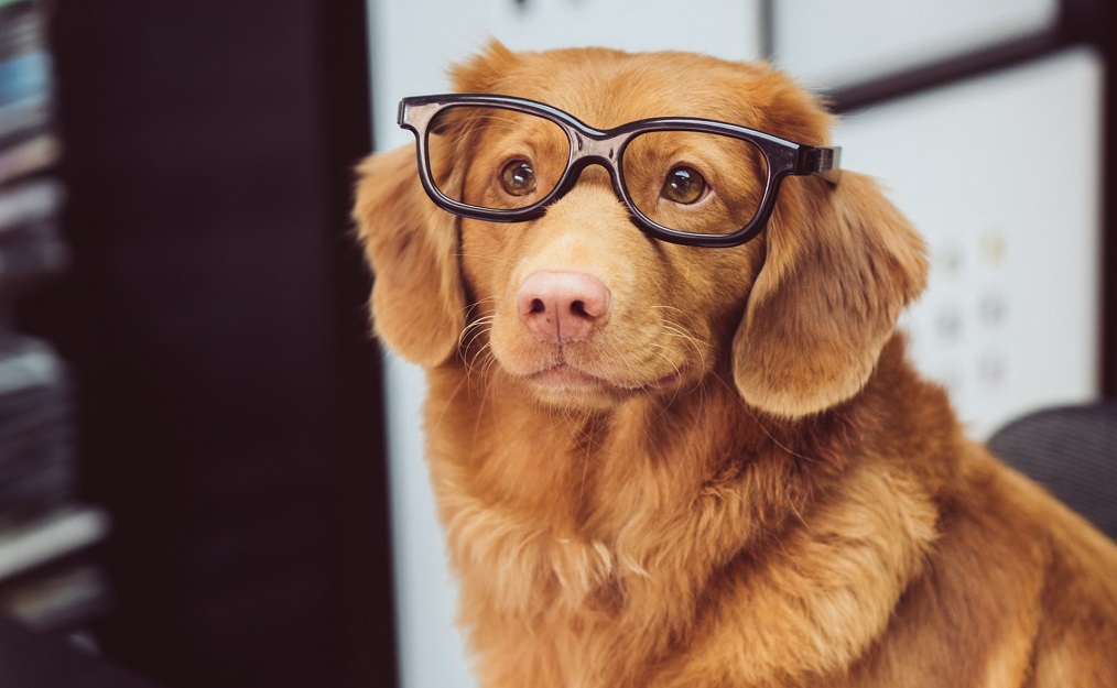 Smartest Dog Breeds – The 10 Most Intelligent Dog Breeds