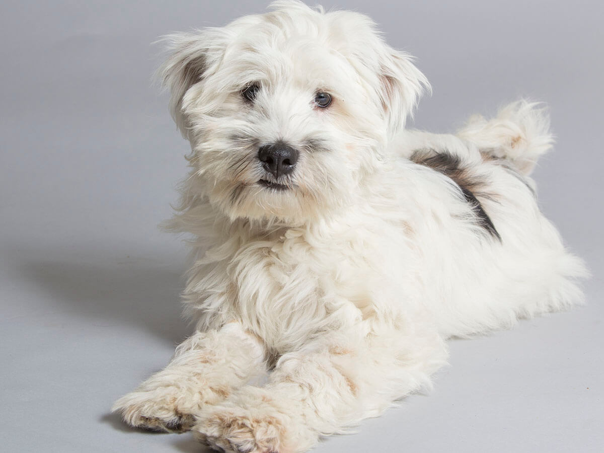 Tibetan Terrier