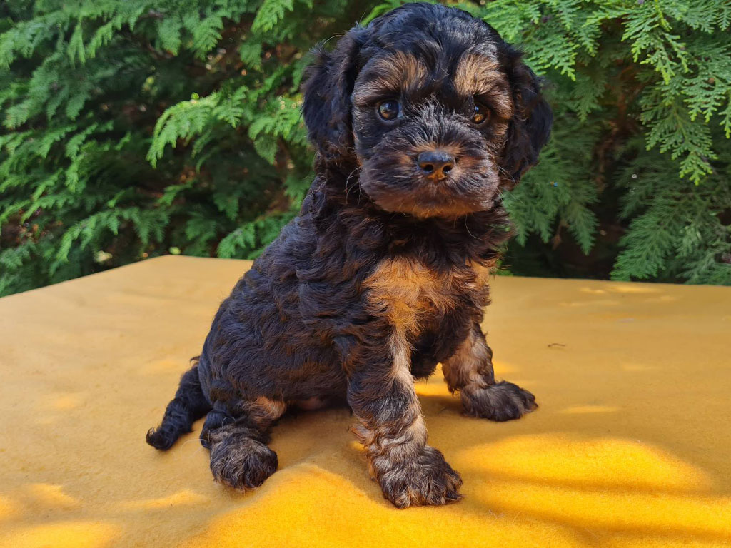 toy cavapoo size