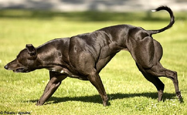 The Bully Whippet: The World’s Worst Genetic Mutation in a Dog