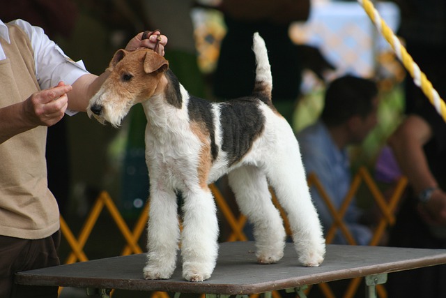 Wire Fox Terrier
