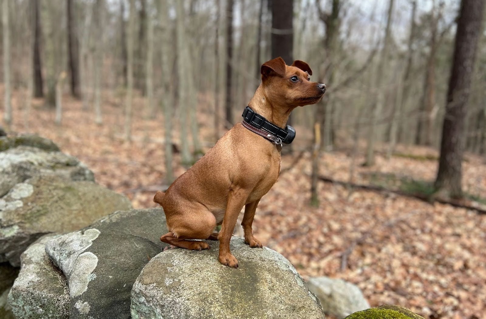 Seasonal Activities for Dogs: Winter Mountain Retreats vs. Summer Beach Trips