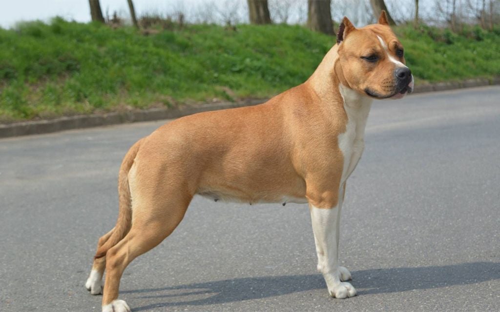 American Staffordshire Puppies Breed information & Puppies