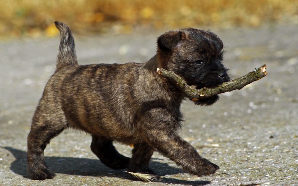cairn terrier