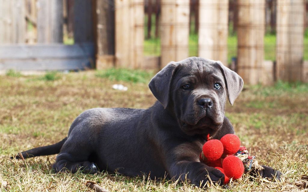 Italian Mastiff Puppies Breed Information Puppies For Sale