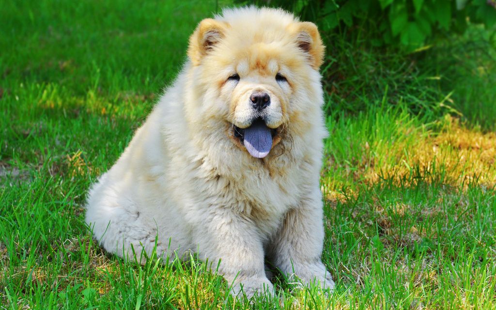 chow chow sale near me