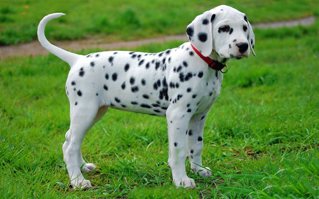 dalmation for sale