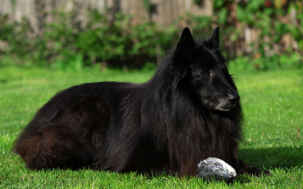 Groenandael Belgian Shepherd Puppies Breed information ...