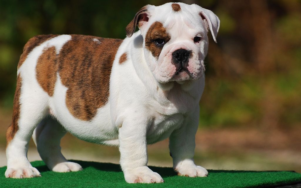 small miniature bulldog puppies for sale