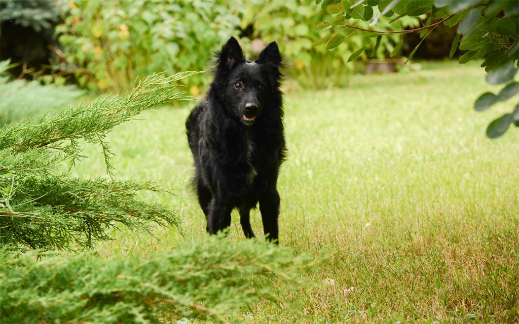 Mudi Puppies Breed information & Puppies for Sale