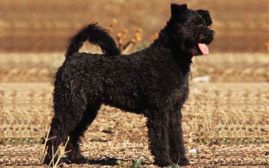 pumi puppies cost