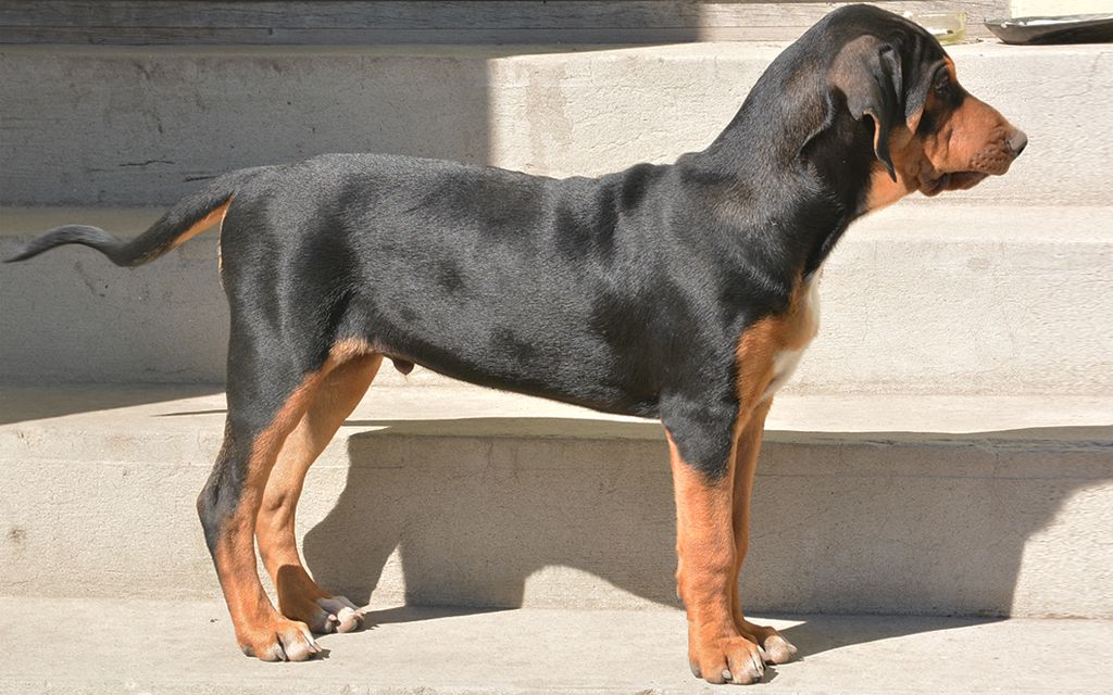 Transylvanian Hound Puppies Breed Information Puppies For Sale