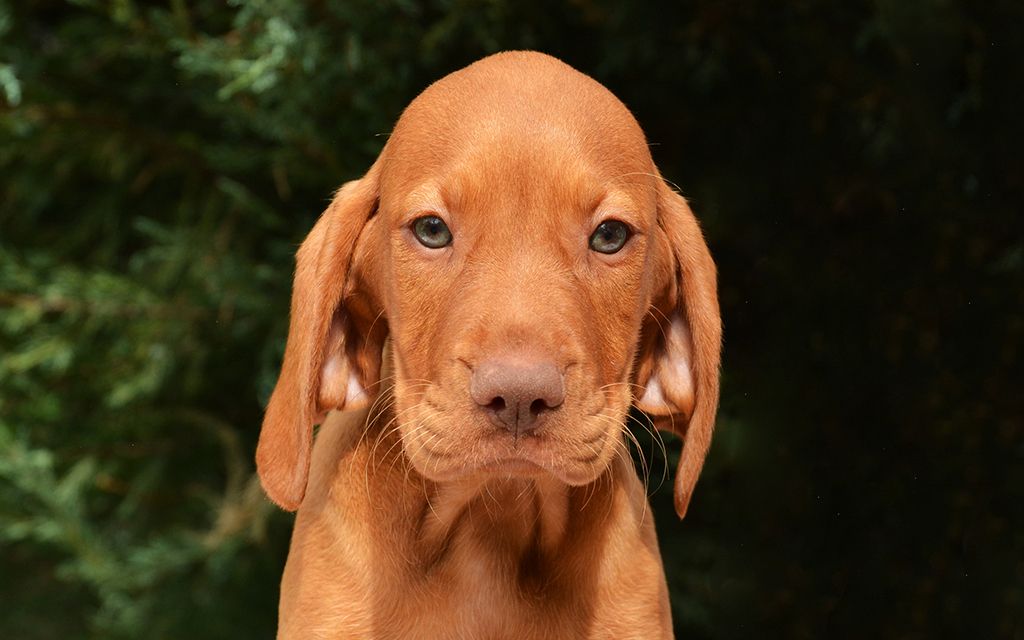 Hungarian Vizsla Puppies Breed information & Puppies for Sale