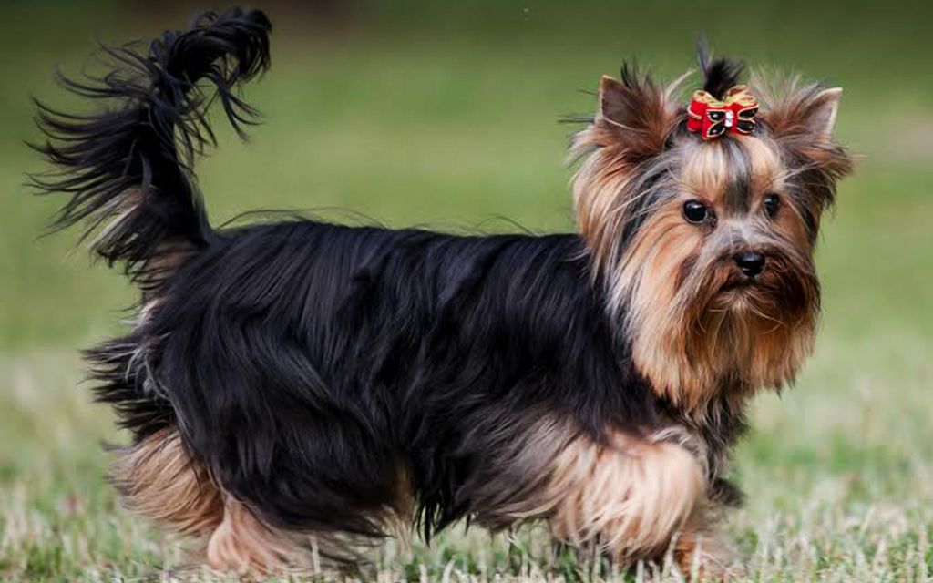 Yorkshire Terrier Insurance Facts Advice Tesco Bank