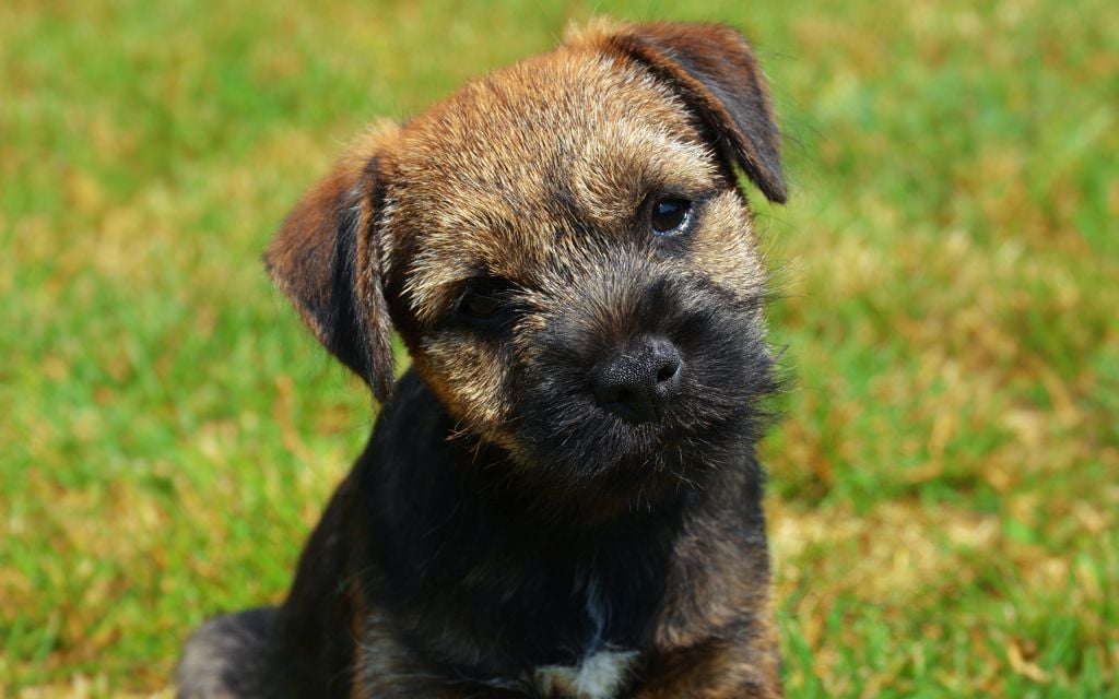 Border Terrier Puppies Breed Information Puppies For Sale