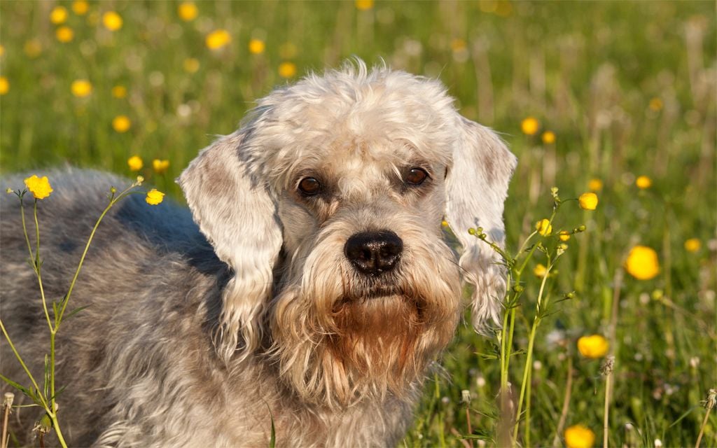 Dandie Dinmont Terrier Puppies Breed Information Puppies For Sale