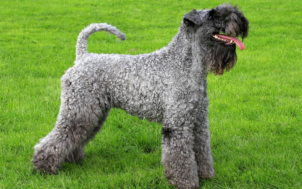 kerry blue terrier for sale