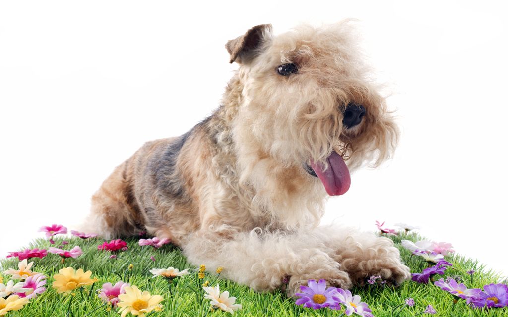 Lakeland Terrier Puppies Breed information & Puppies for Sale