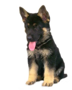 german shepherd span german shepherd puppies breed information puppies for sale german shepherd span german shepherd puppies breed information puppies for sale