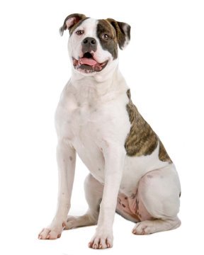 All Usa Dog Breeds All Usa Dog Breeds