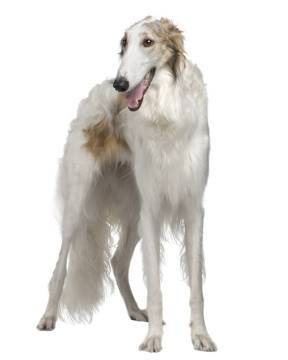 borzoi breeders near me