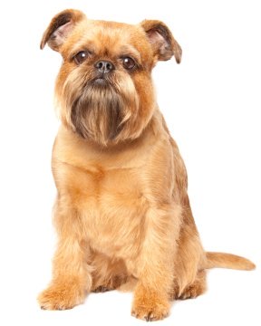 brussels griffon rescue