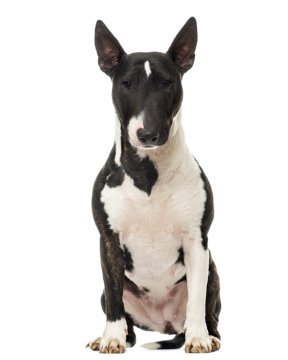 miniature bull terrier for sale
