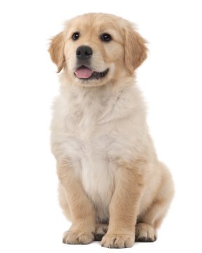 golden retriever rate golden retriever puppies breed information puppies for sale golden retriever rate golden retriever puppies breed information puppies for sale