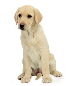 golden retriever puppies buffalo ny golden retriever puppies for sale in dutchess county ny labrador breeder golden retriever puppies buffalo ny golden retriever puppies for sale in dutchess county ny labrador breeder