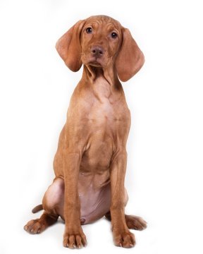 norwegian vizsla