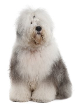 teddy bear dog raza