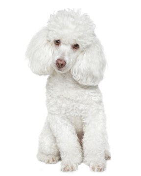 Toy Poodle Puppies Breed Information Puppies For Sale