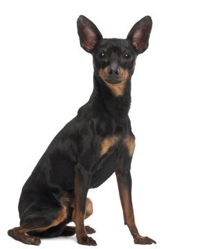 toy miniature pinscher for sale