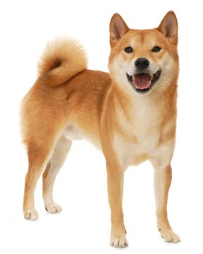 Buy Shiba Inu India This Brilliant Abstract Expressionist
