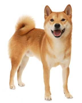 shiba inu informacion