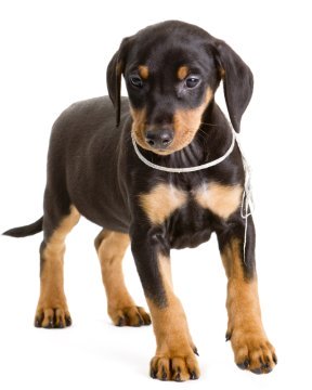 German Pinscher image