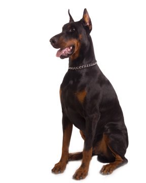 Doberman Pinscher Puppies Breed Information Puppies For Sale