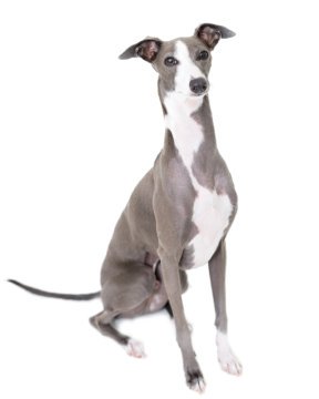 irish greyhound for sale