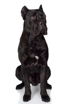 mastiff black