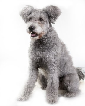 hungarian pumi for sale