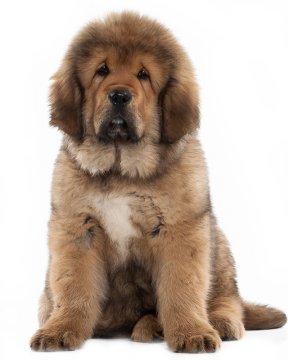 tibetan mastiff puppies for sale