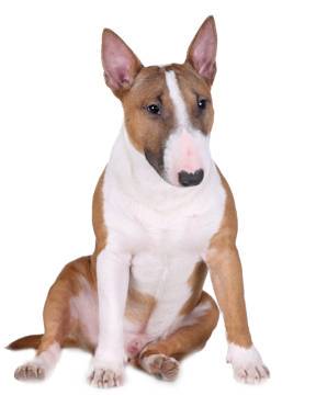 reputable bull terrier breeders