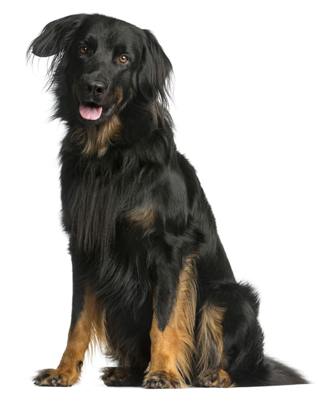 Hovawart Breed Dog Breed Information Pictures