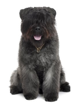 Bouvier Puppies Breed Information Puppies For Sale